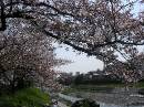 A cherry tree * 2048 x 1536 * (1.52MB)